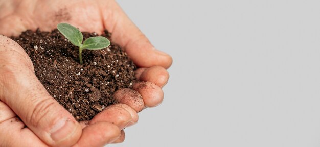 Mãos segurando solo e planta em crescimento com espaço de cópia