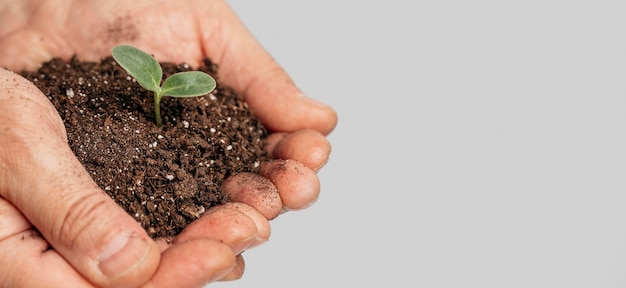 Mãos segurando solo e planta em crescimento com espaço de cópia