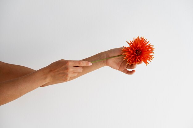 Mãos segurando uma linda flor