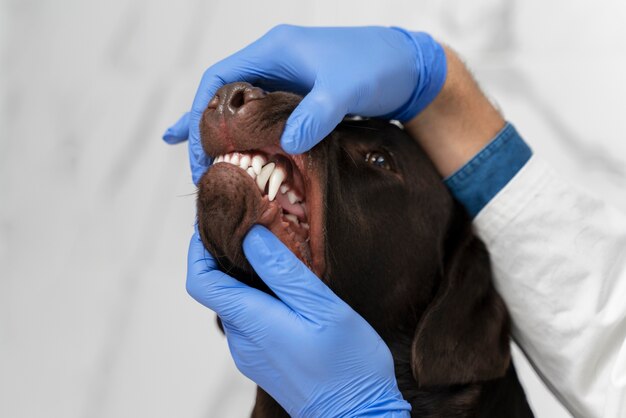 Mãos verificando a boca do cachorro de perto