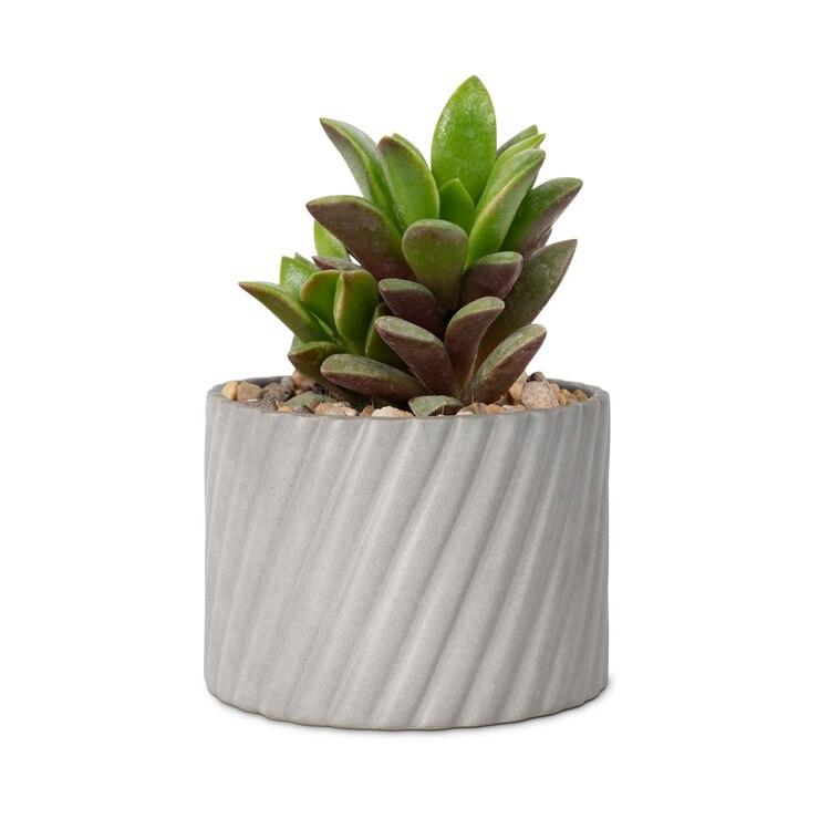 Foto grátis maquete de planta suculenta em um pequeno vaso cinza