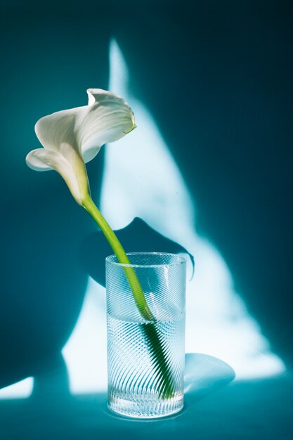 Maravilhosa flor branca em copo com água