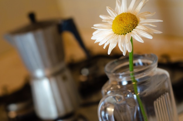 Margarida em um vaso de vidro, um pote moka ao fundo