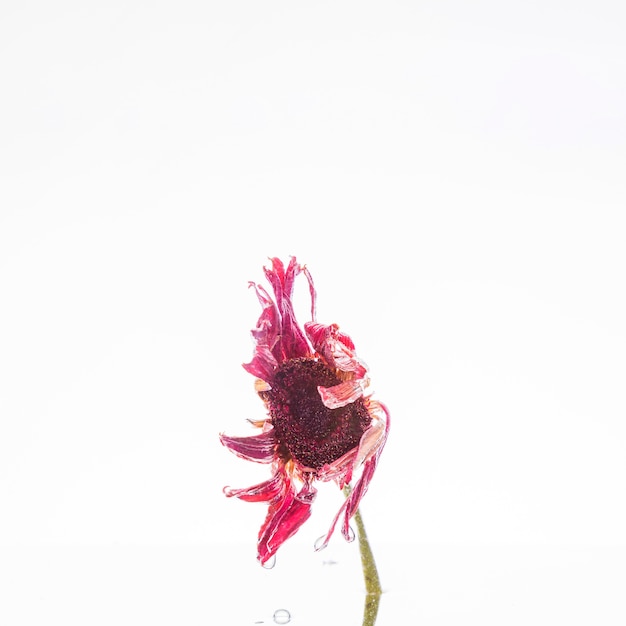 Foto grátis margarida rosa molhada