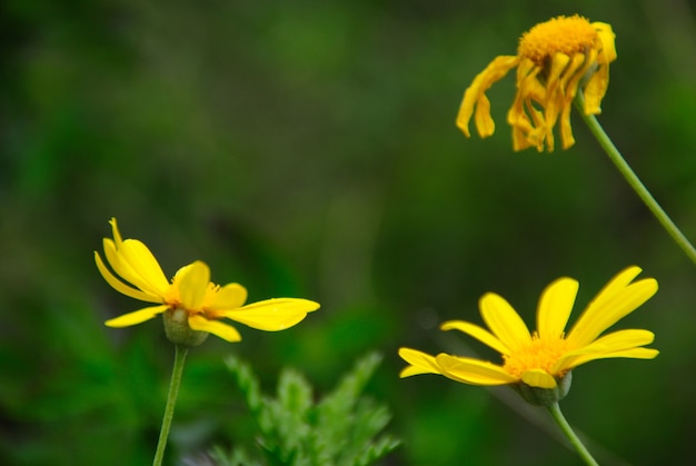 margaridas amarelas