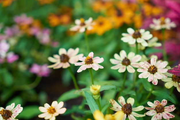 Foto grátis margaridas rosa verão de plantas