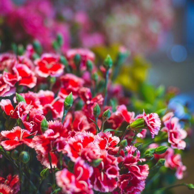 Margaridas vermelhas de tiro aleatório em um mercado de flores.
