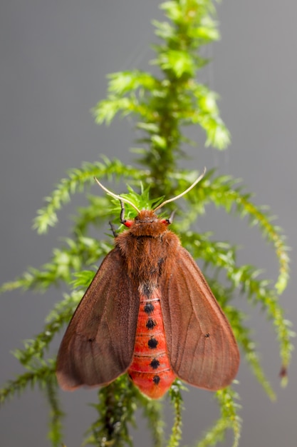 Mariposa marrom empoleirada em planta verde