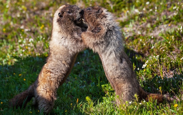 Foto grátis marmota