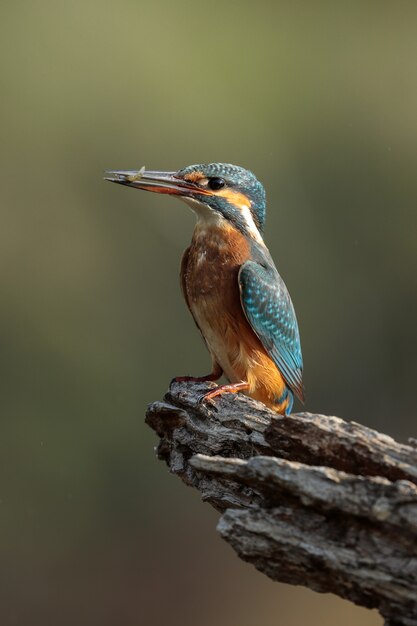 Martim-pescador comum feminino também conhecido como alcedo atthis