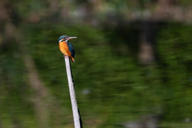 Martim-pescador-comum macho empoleirado em um galho de árvore