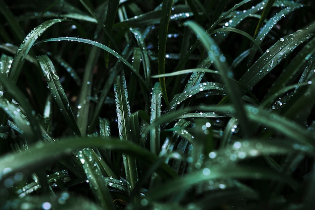 Mato de grama molhada escura