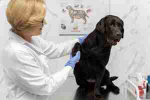 Foto grátis médico de tiro médio segurando a pata do cachorro