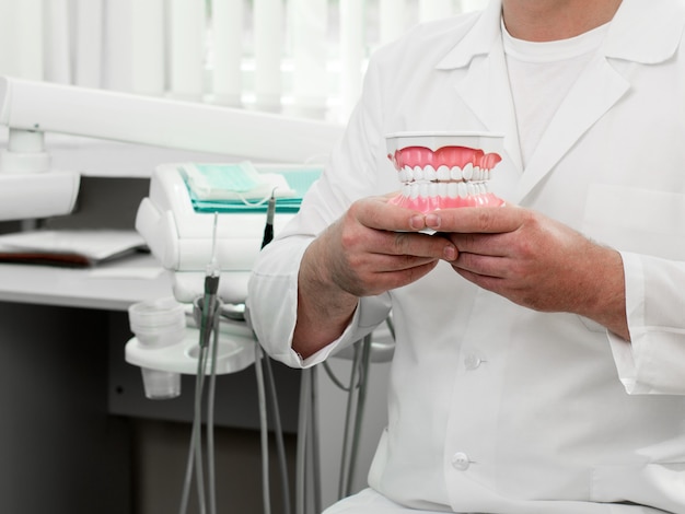 Médico está segurando um modelo de dentes e gengivas do ser humano