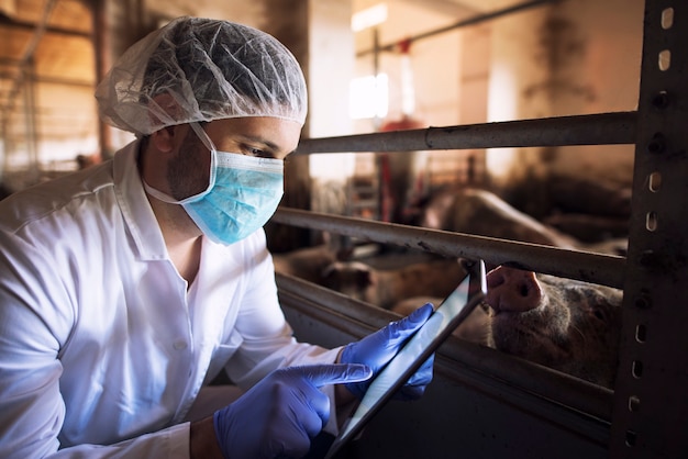 Médico veterinário de animais na fazenda de porcos verificando o estado de saúde de animais domésticos de porcos em seu computador tablet no chiqueiro