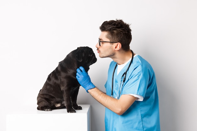 Médico veterinário examinando pug preto, veterinário beijando e acariciando cachorro fofo, fundo branco