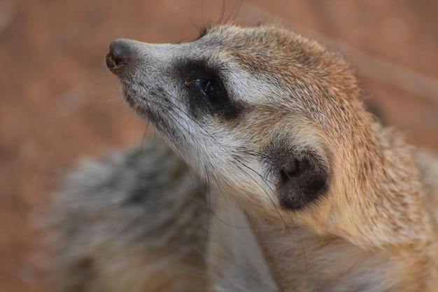 Meerkat com alongamento de bigodes muito longos