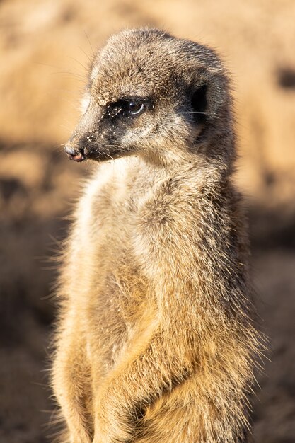 Meerkat sendo vigilante no deserto