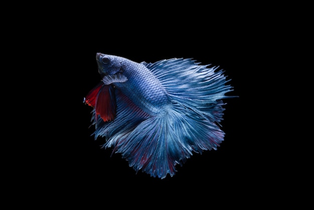 Meia lua betta fish