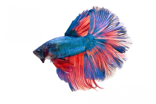 Foto grátis meia-lua fantasia betta fish