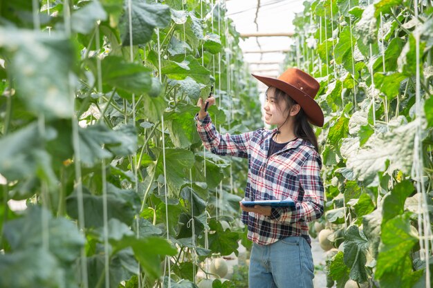 Melão de controlo do fazendeiro na árvore. Conceitos de vida sustentável, trabalho ao ar livre, contato com a natureza, alimentação saudável.