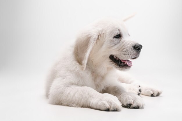 Melhor amiga. Golden retriever de creme inglês jogando. Bichinho brincalhão fofo ou animal de estimação de raça pura parece fofo isolado no fundo branco.