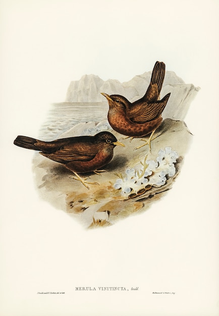 Melro-de-cor-de-vinho (Merula vinitincta) ilustrado por Elizabeth Gould