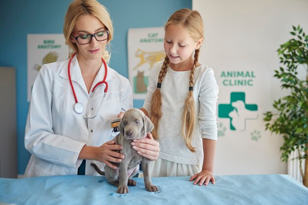 Menina escovando seu cachorro no veterinário