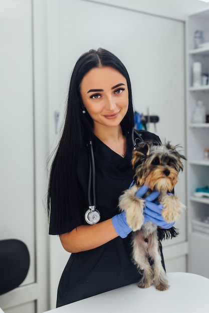 Menina morena na clínica examinando com estetoscópio um cachorro da raça yorkshire terrier