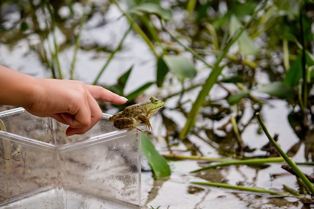 Menina tentando tocar um sapo verde, sentado em uma jarra perto da água