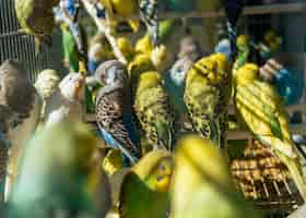 Foto grátis mercado de pássaros - bando de periquitos