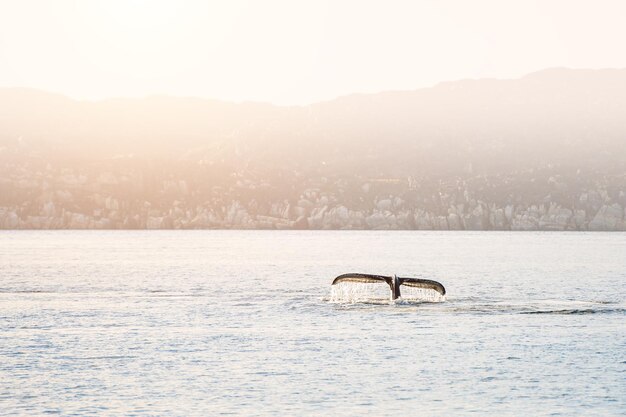 Mergulhos da baleia jubarte mostrando a cauda no oceano atlântico, oeste da groenlândia