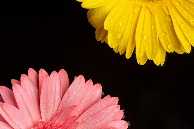 Foto grátis metades de flores gerbera com espaço de cópia