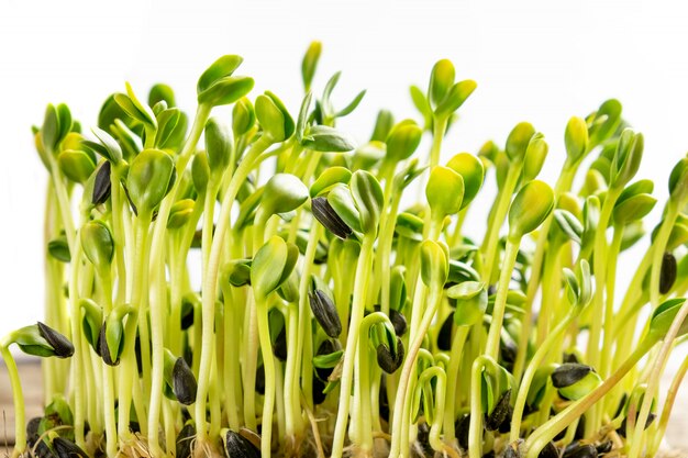 Micro greens. Sementes de girassol germinadas, close-up.