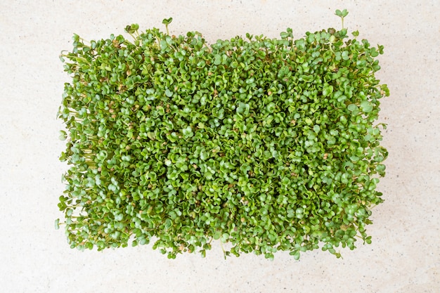 Micro greens. Sementes de mostarda germinadas em uma tabela. Vista do topo.