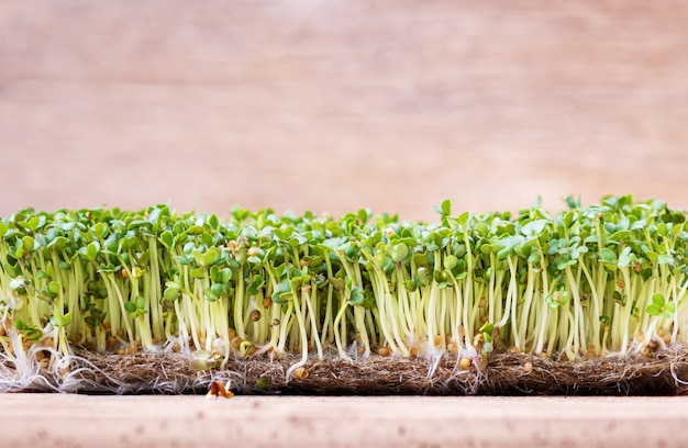 Micro greens. Sementes de mostarda germinadas em uma tabela. Vista do topo.