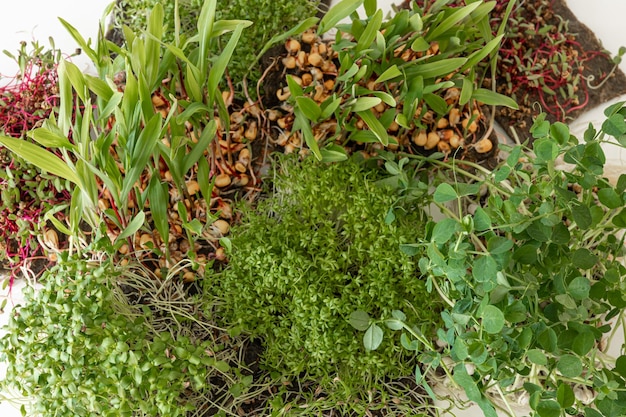 Foto grátis microgreens com germinação de sementes e raízes de microgreens