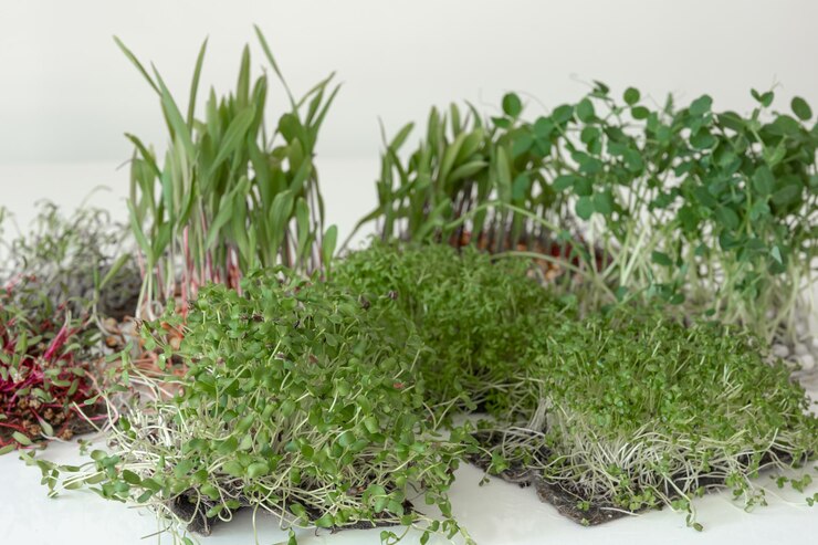 Foto grátis microgreens com germinação de sementes e raízes de microgreens