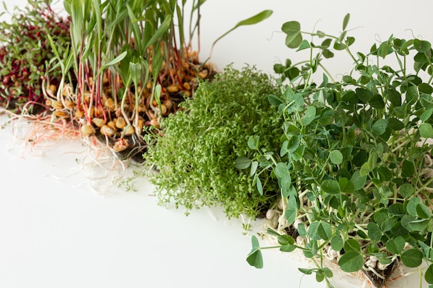 Foto grátis microgreens com germinação de sementes e raízes de microgreens