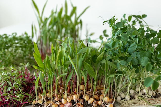 Microgreens com germinação de sementes e raízes de microgreens
