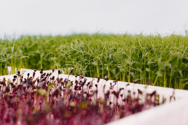 Microgreens em crescimento no fundo da mesa. Conceito de alimentação saudável. Produtos de jardim frescos cultivados organicamente como um símbolo de saúde. Close up de Microgreens.