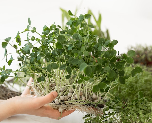 Foto grátis microverdes nas mãos das crianças, jardinagem caseira, cultivo de superalimentos em casa