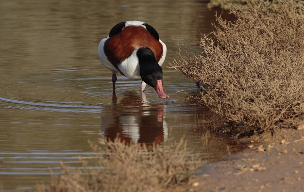 Migrador do outono Shelduck comum