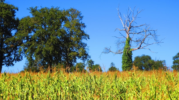 Milharal com árvores em um céu azul claro