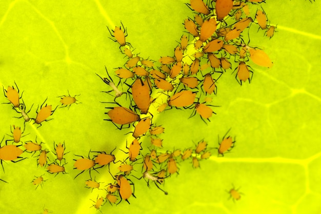 Milkweed pulgões Aphis nerii na folha de Stefanotis