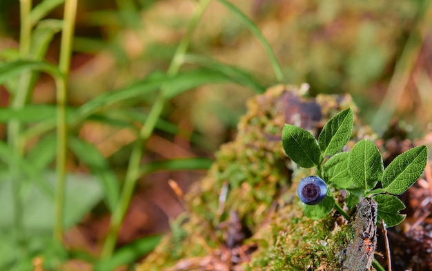 Mirtilos fecham o fundo natural com espaço de cópia no meio do verão colhendo frutos silvestres na floresta do norte Escandinávia Ideia para papel de parede ou notícias sobre ecossistema florestal