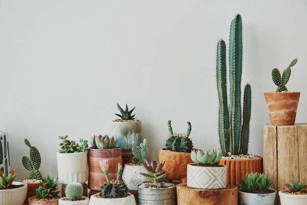 Foto grátis mistura de cactos e suculentas em potes pequenos