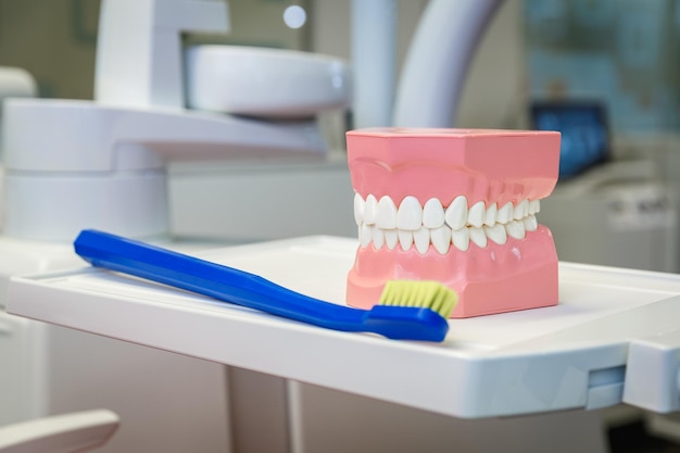 Modelo de uma mandíbula humana e uma escova de dentes em um consultório odontológico. conceito de saúde e odontologia
