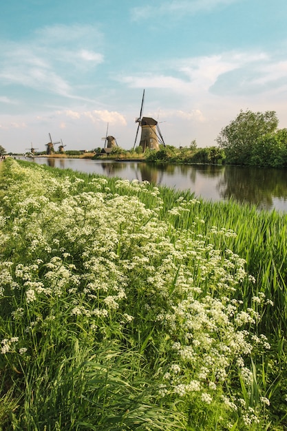 Moinhos de vento holandeses tradicionais com grama verde em primeiro plano, Holanda