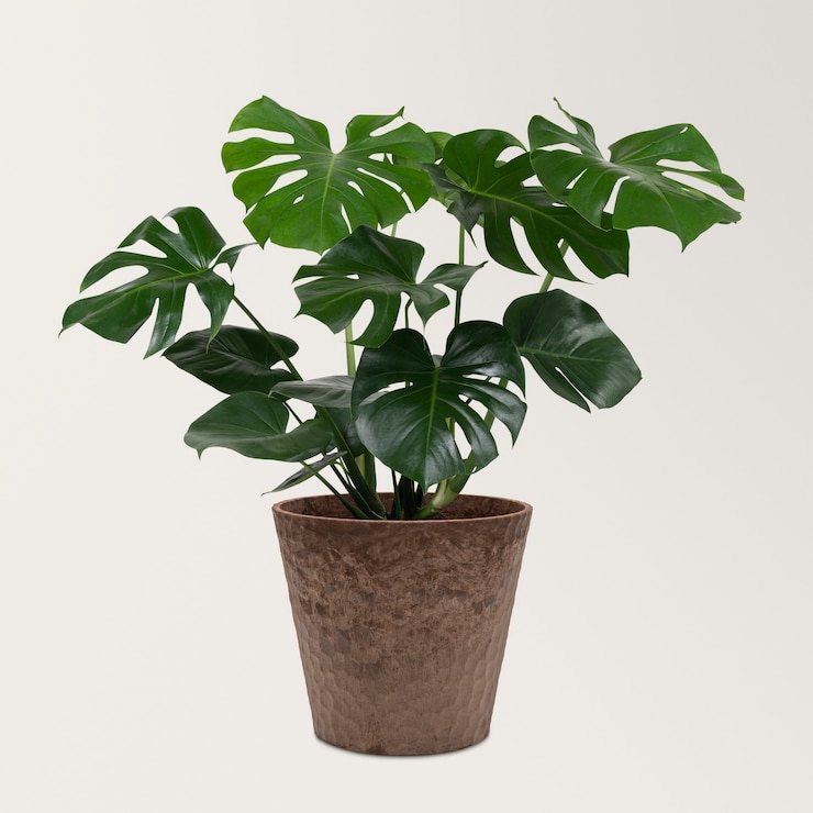 Foto grátis monstera deliciosa planta em um vaso